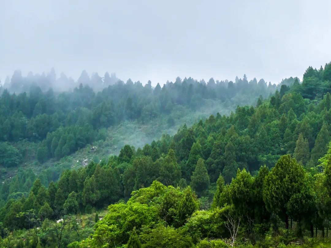 谷雨 | 雨生百谷润无声，园藏意境春景浓