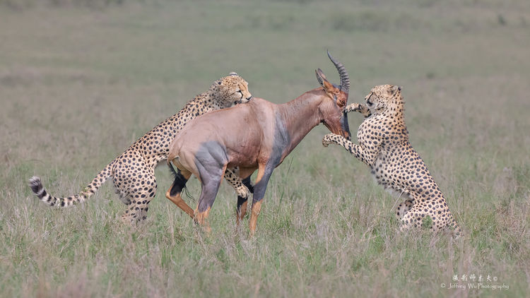 “单反终结者”—尼康Z9 非洲实战测评（二）划时代的对焦能力测评