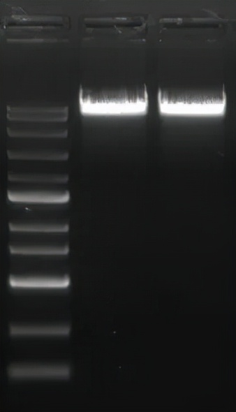 分子生物学实验介绍-PCR篇