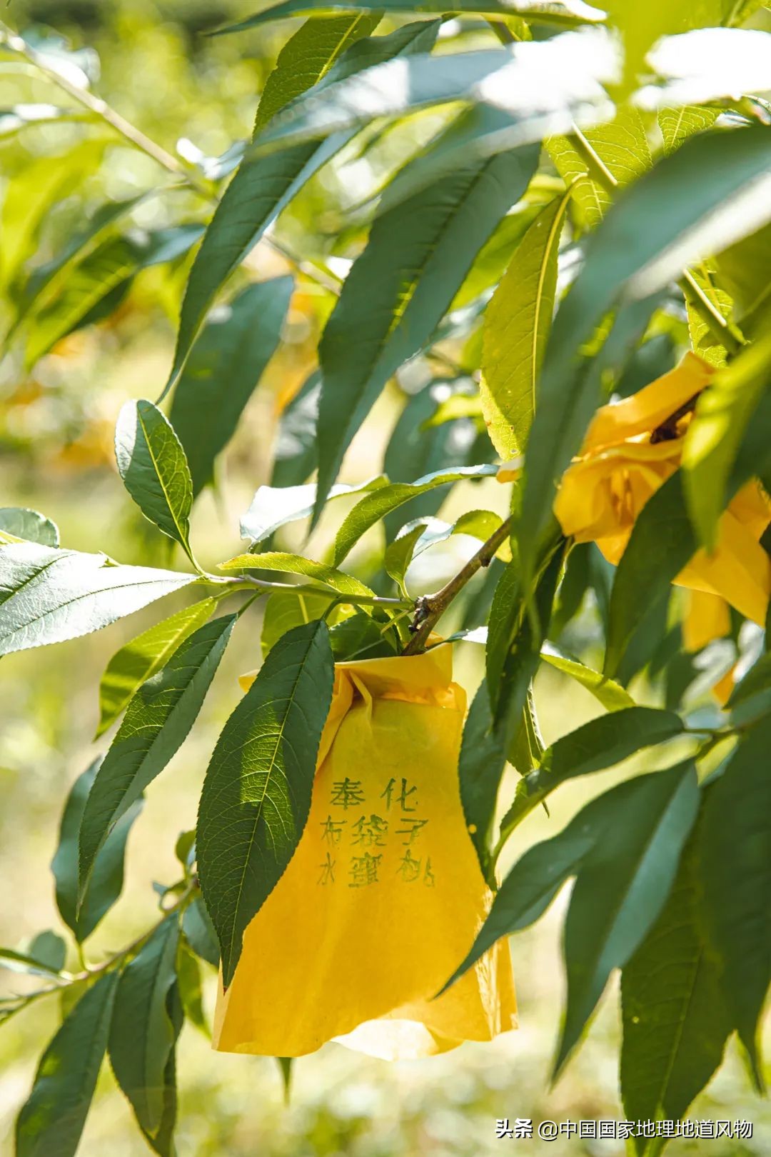 中國究竟哪里的桃桃桃桃最好吃？