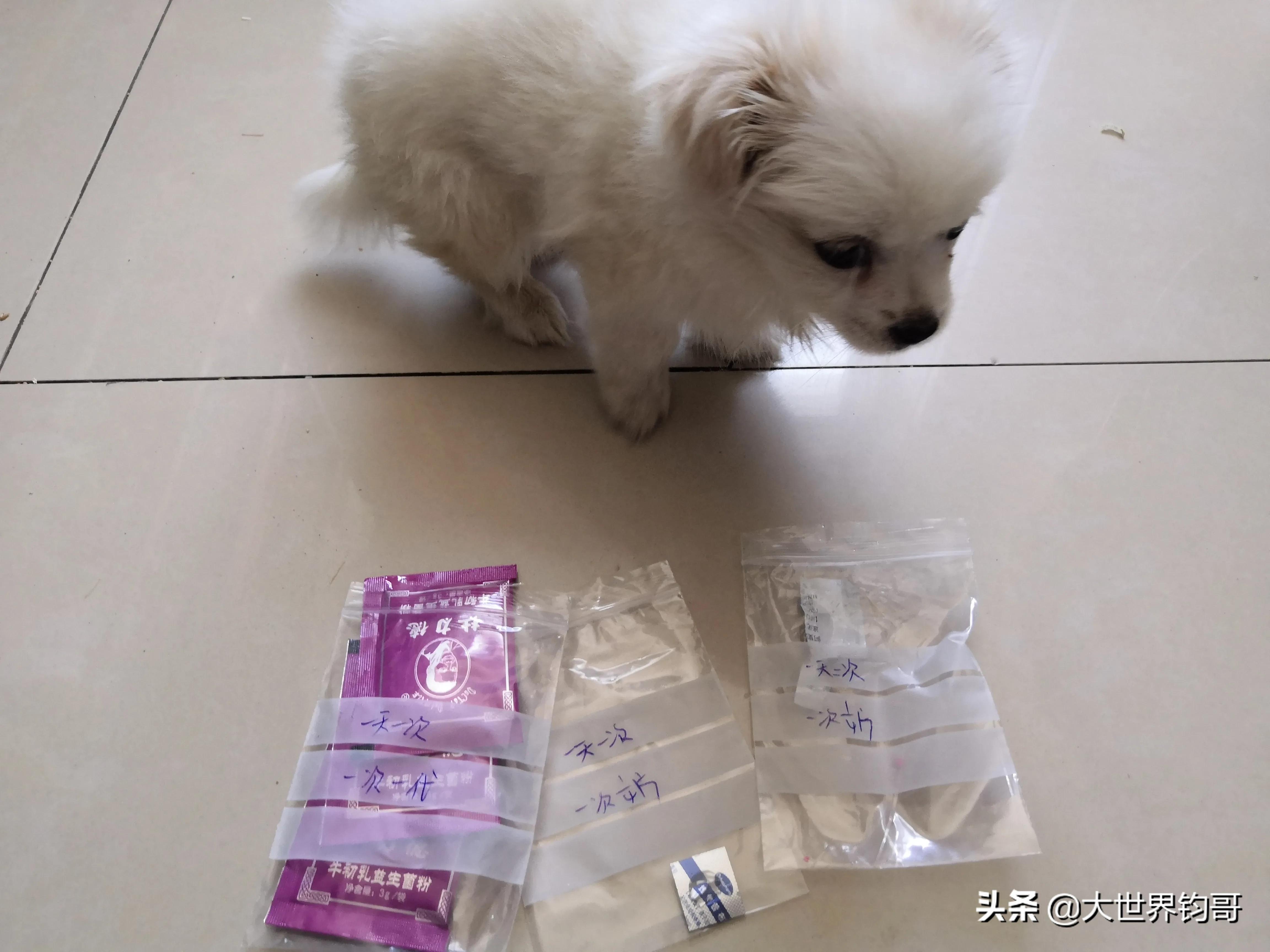 我家狗狗幼犬從得細小到康復的驚險親身經歷