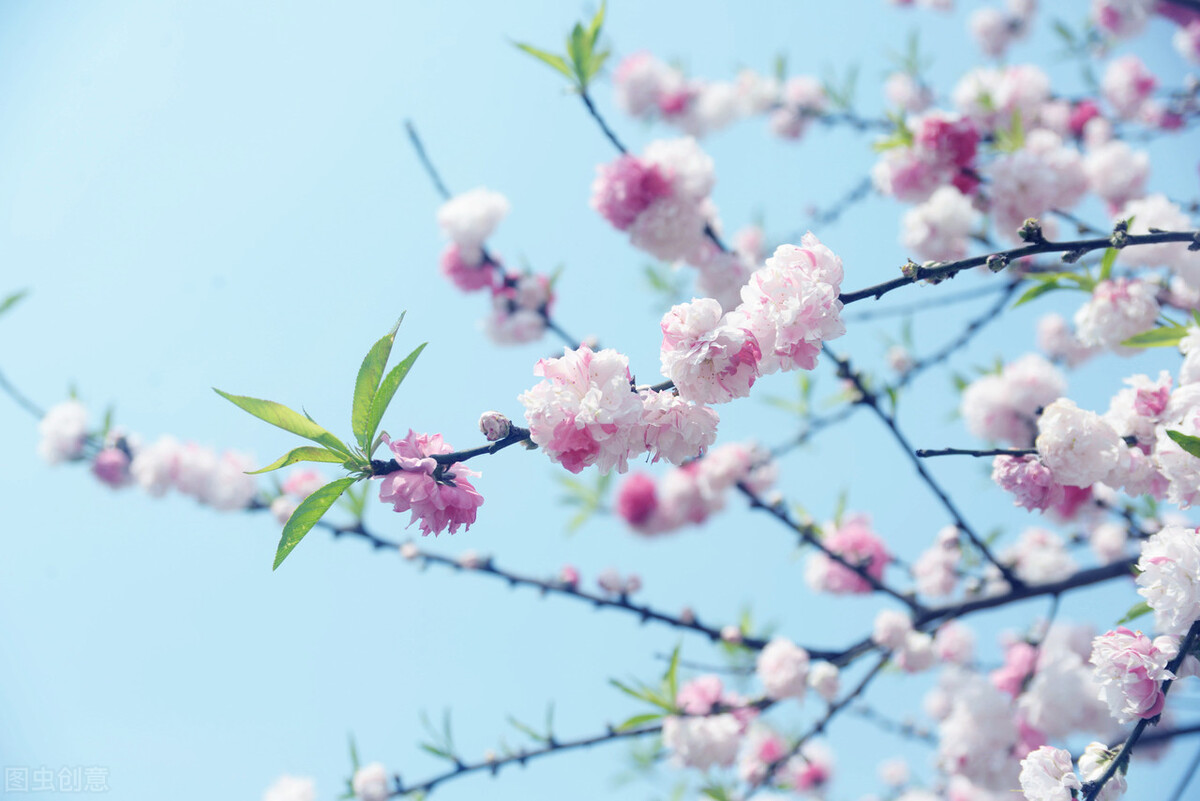 春暖花开，愿你有个好心情