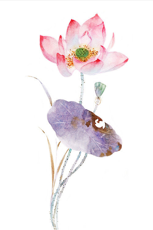 荷风莲香，史上最唯美的60句荷花古诗词（建议收藏）