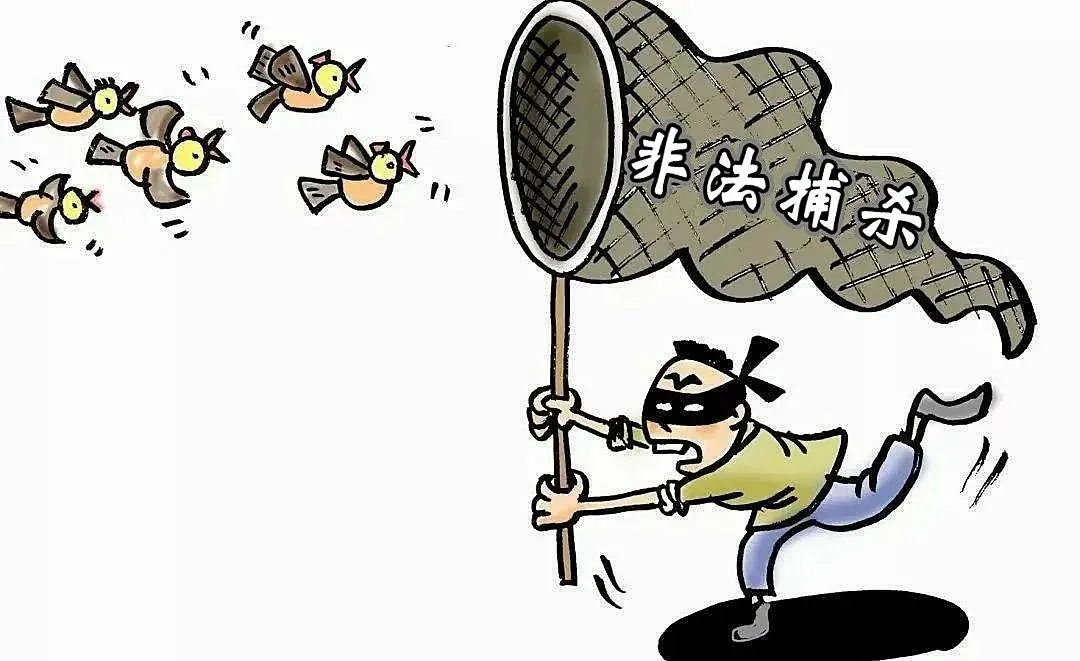 【蒙检说法】非法捕鸟陷牢狱 破坏生态巨额赔