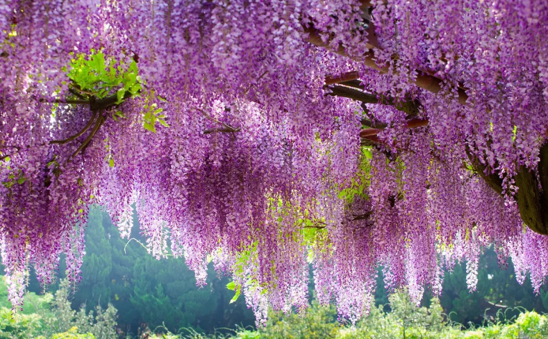 紫藤花圖片高清唯美(紫藤花詩詞和解析都在這裡)