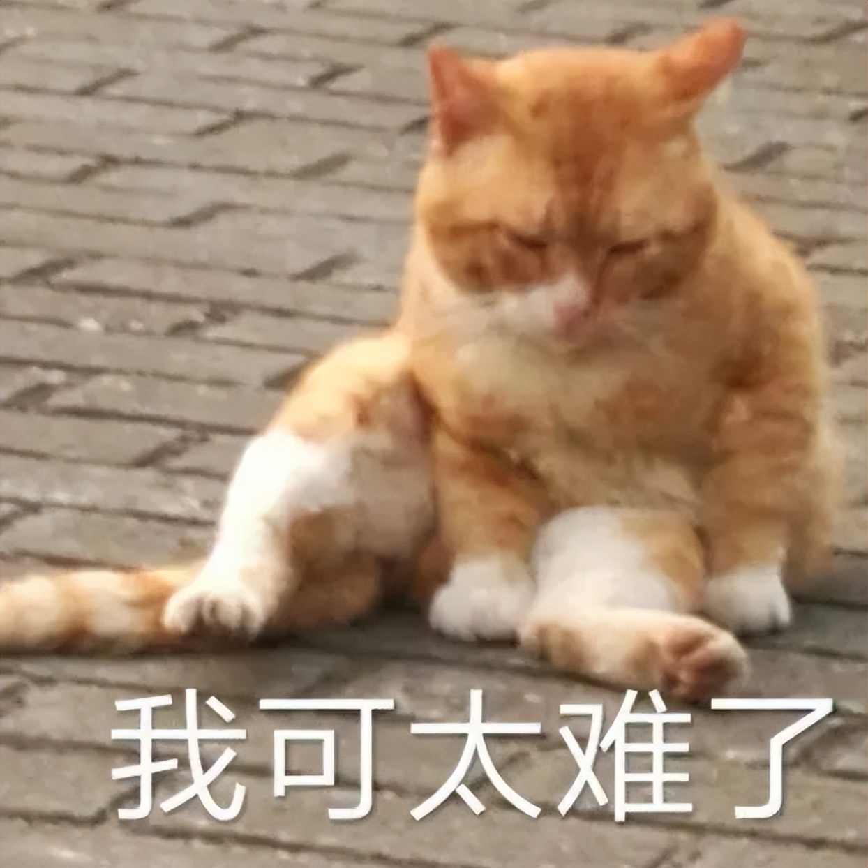 小猫咪问号脸表情包