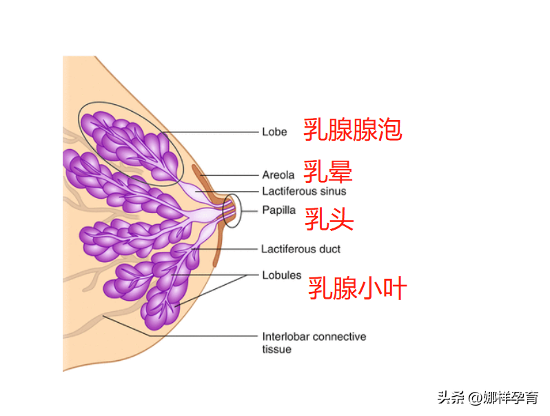 怀孕七个月却挤不出一点奶正常吗，为什么？