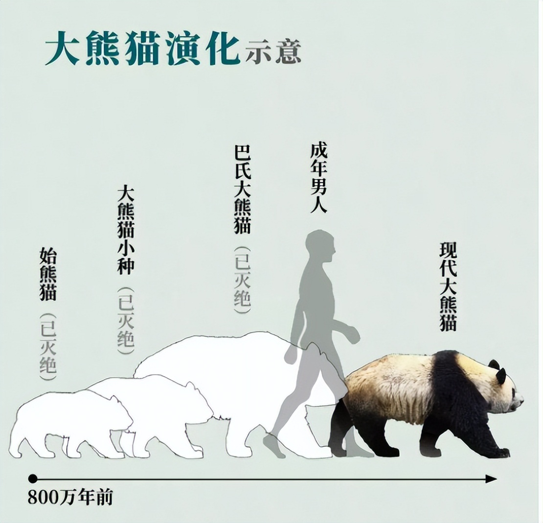 大熊猫生活在什么地方？一文读懂大熊猫分布区域-第9张图片