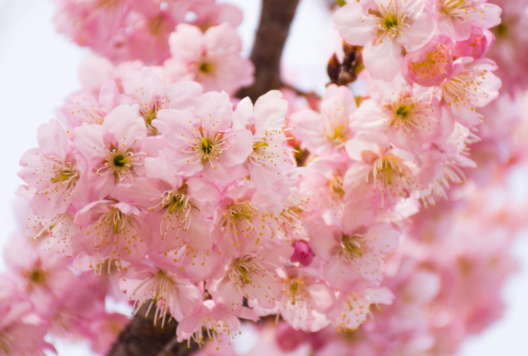 春天的景物的优美的句子大全