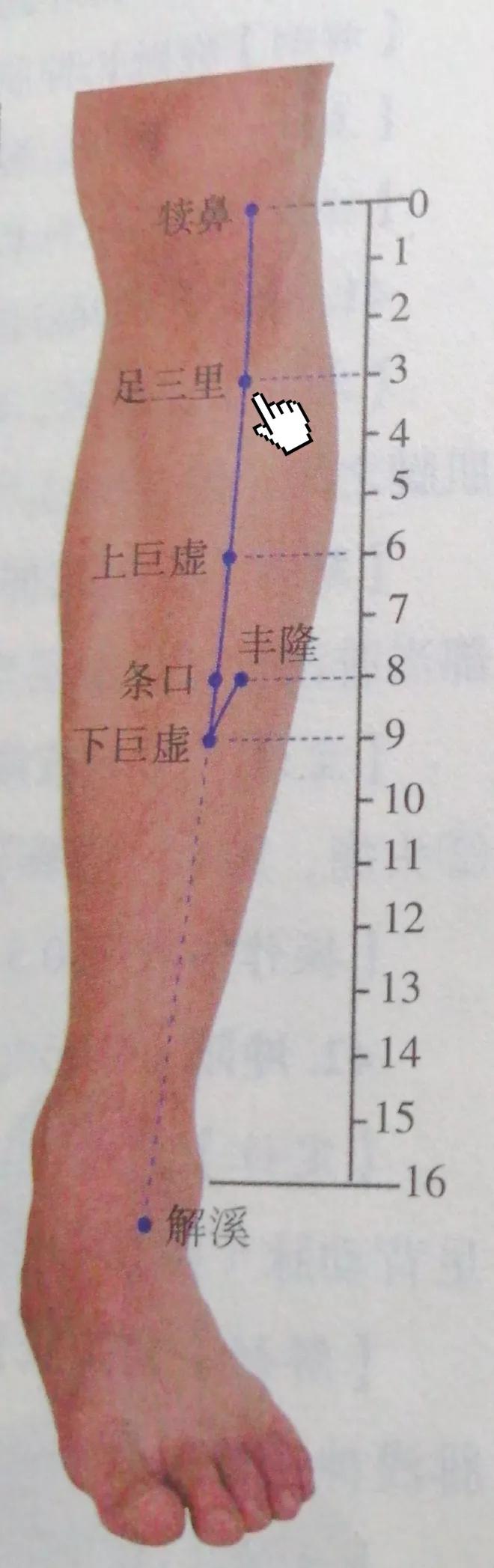 每日一穴——足三里穴