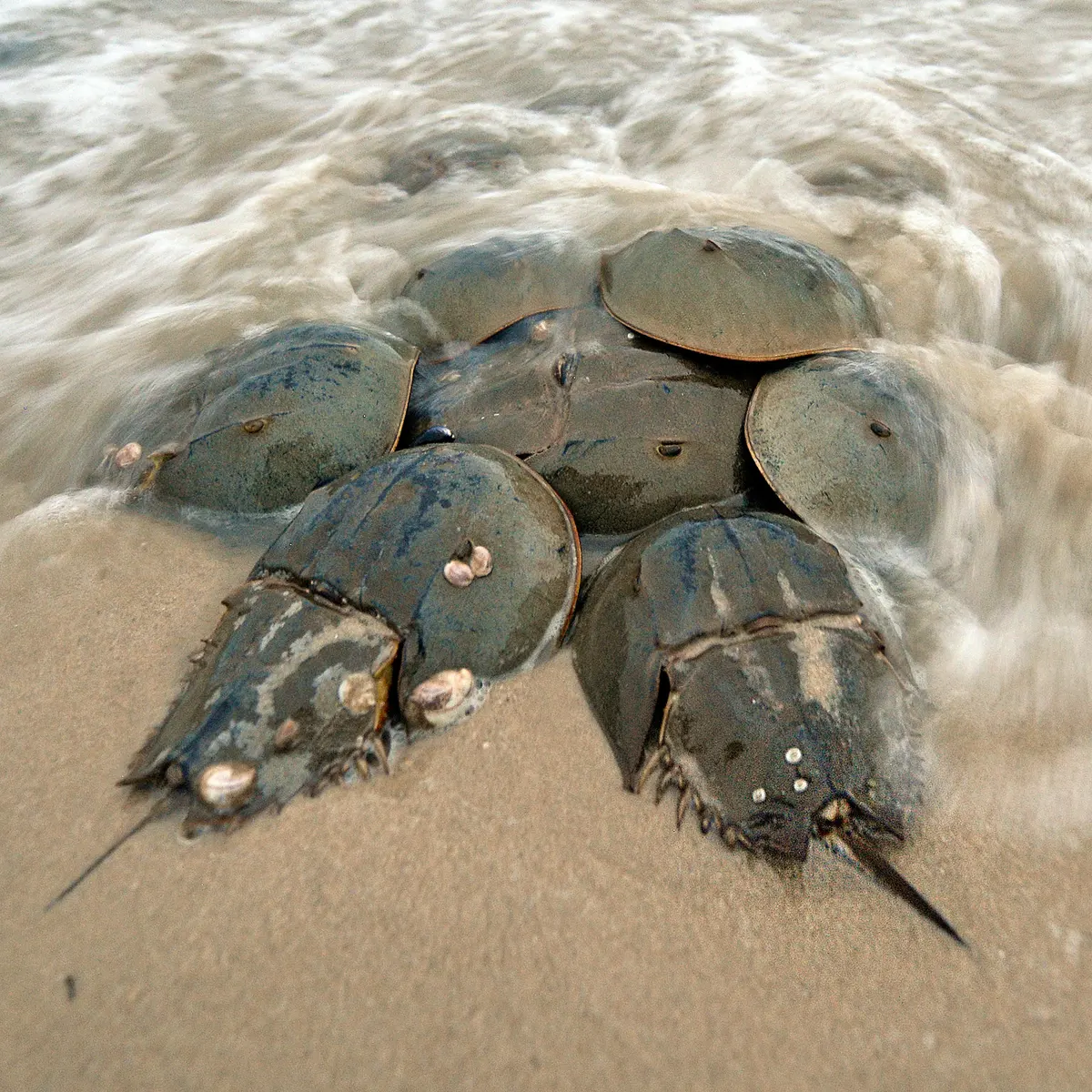 马蹄蟹——我叫中华鲎,二级保护,都别"霍霍"我