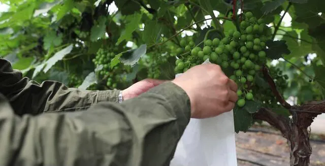 给葡萄套袋的技巧什么时候摘袋(葡萄套袋一般是在葡萄坐果后15至20天进行套袋)
