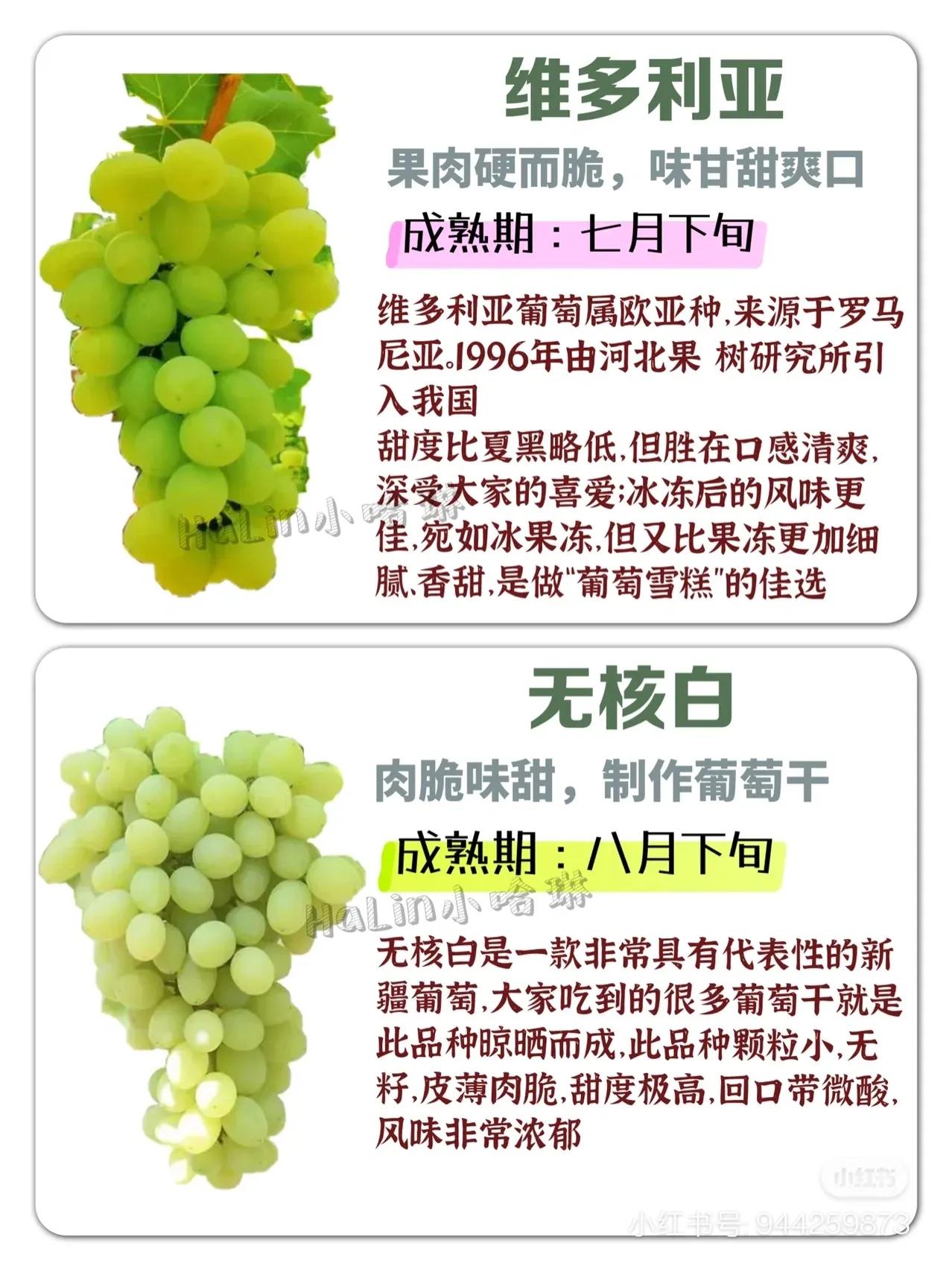 常见葡萄区别和口感