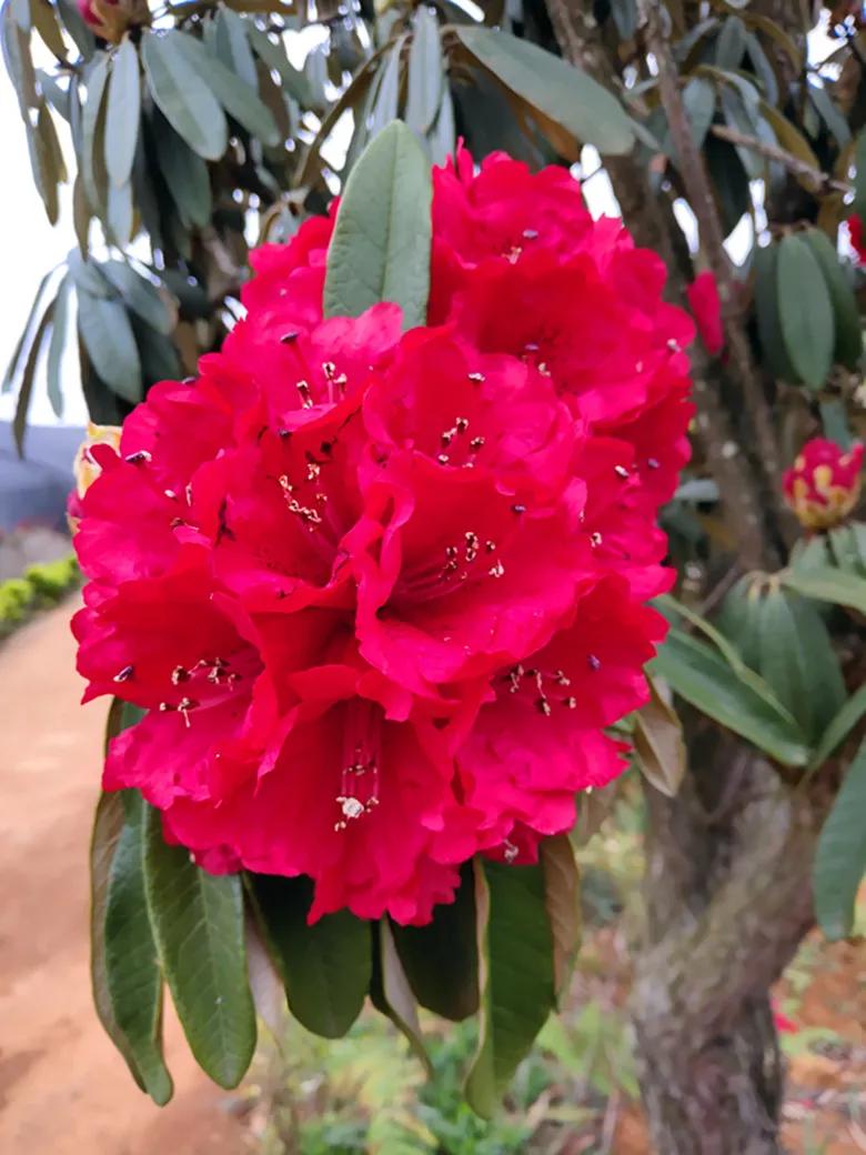 杜鹃花十大品种排名(最名贵的杜鹃花的品种介绍) | 百科优化网