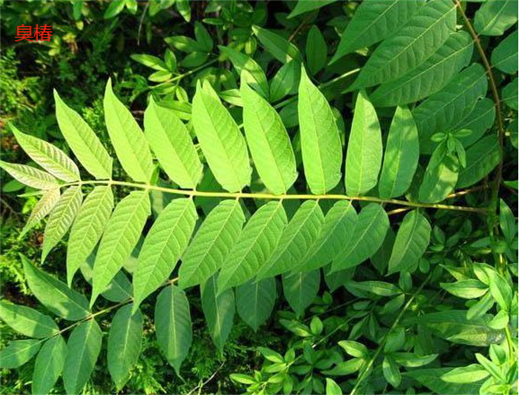 香椿芽怎么分辨是香椿还是臭椿 臭椿芽和香椿芽的区别