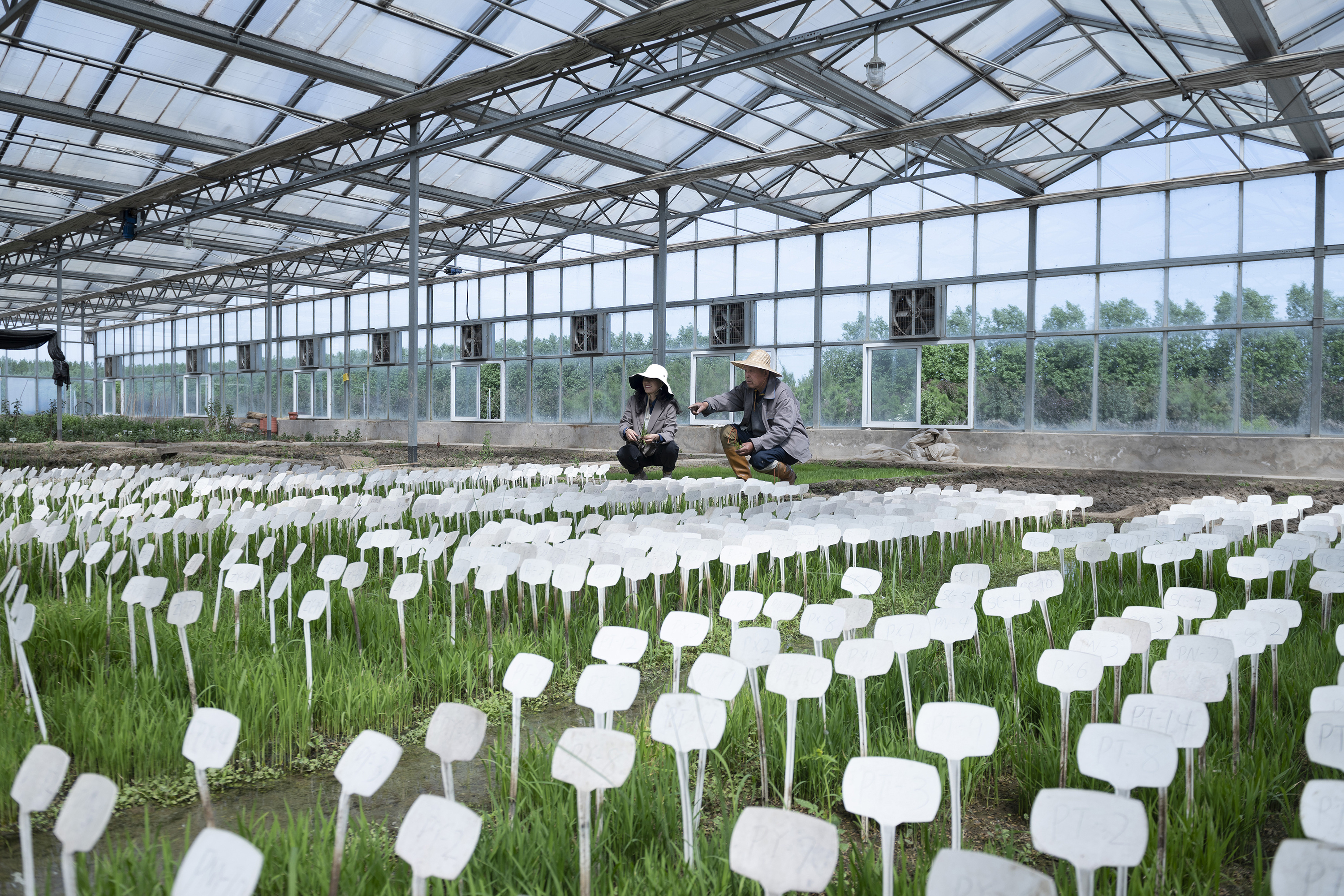 唐山曹妃甸：突破盐碱地改土降盐关键技术