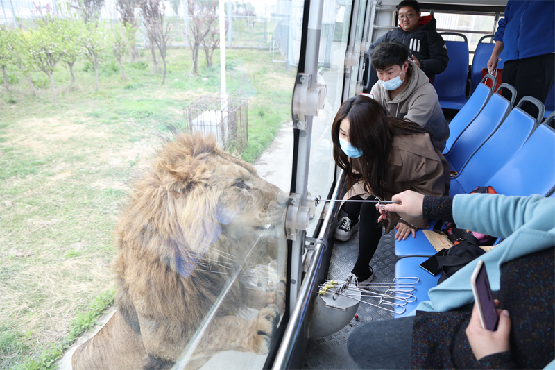 虎福齊臨門，春風(fēng)踏青來(lái) 臨泉魔幻動(dòng)物園4月1號(hào)恢復(fù)開放
