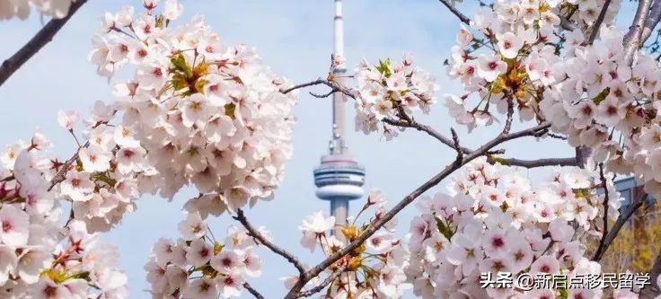 多伦多及周边14个赏樱好去处~花期短，新移民一定不要错过