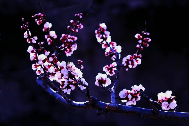 14首诗词：杏花遇上春雨，一滴雨落，一朵花开，便是整个江南……