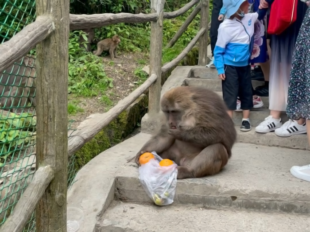 团灭250条狗，溺死2个月大婴儿，为什么印度对猴子那么纵容？