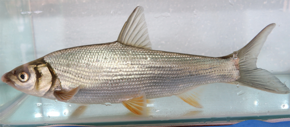 图4:黄尾鲴(xenocypris davidi)图3:细鳞鲴(xenocypris microlepis)图
