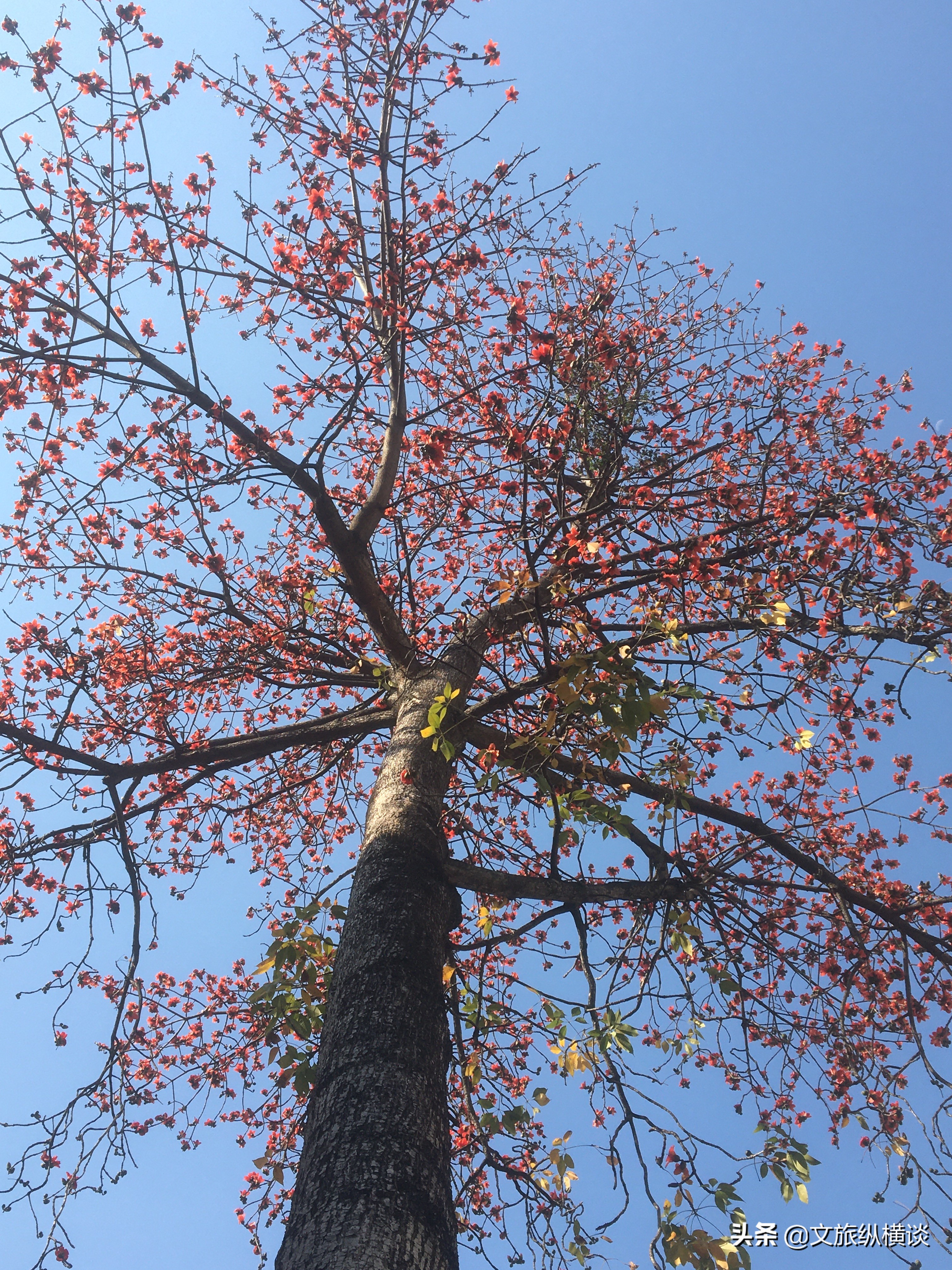 春天里，广州花开叶落，半城花海半城秋