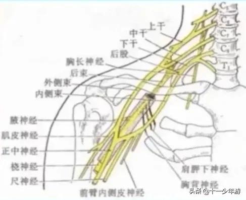 nba被动肌张力包括有哪些(运动系统解剖、生理及损害表现)