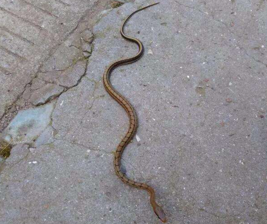 其它毒蛇反而还怕它?