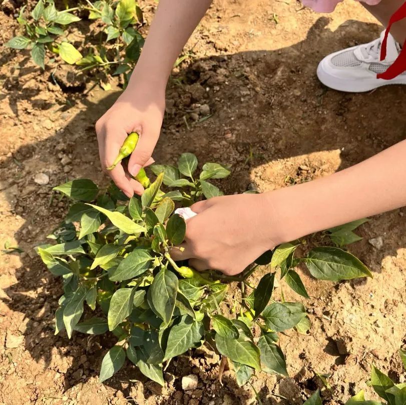 节气深耕.芒种节气｜成都高新区朝阳小学开展丰富多彩的节气活动