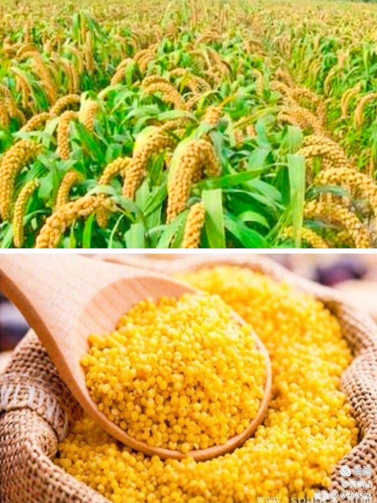 黄镇山：世界陶稻黍文明起源中国万年前