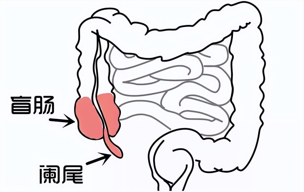 科学家发现人类的Y染色体正在不断缩短，未来的男性将何去何从？