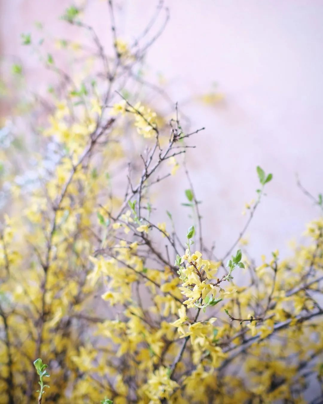春天开满花的树枝，该怎么放进花艺作品里？