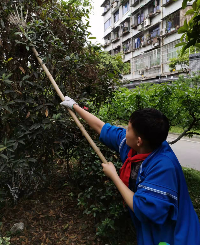 成都市双流区棠湖小学丨把“爱劳动”的奖章颁给棠小娃