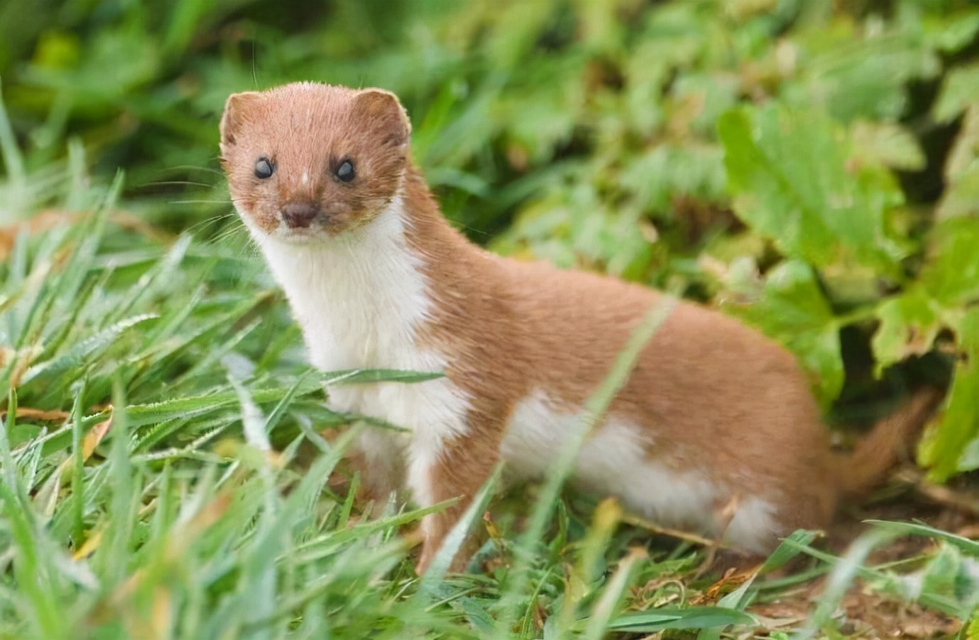 动物会成精吗1997年黄鼠狼讨封事件到底是不是真的