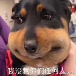 罗云熙的澹台烬，羞耻但有用