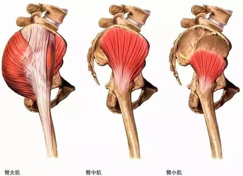 一文正确认识臀肌，了解翘臀的基础