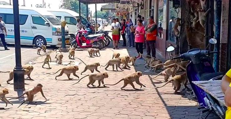 印度猴子有多记仇？因狗咬死一只小猴，猴群疯狂屠杀全村250条狗