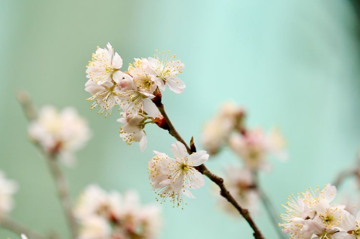 「诗词鉴赏」春有约 花不误，樱桃花竞相绽放，不负好春光