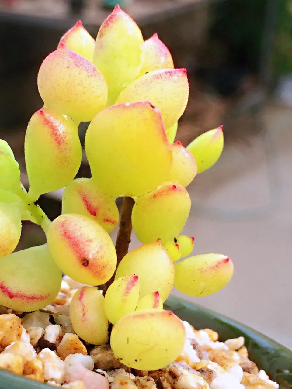 三种多肉:达摩福娘,乒乓福娘,巧克力福娘,达摩福娘香气最浓