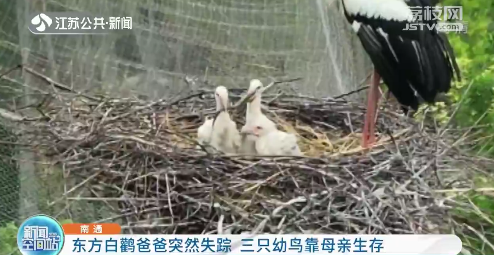 南通：东方白鹳爸爸突然失踪 三只幼鸟靠母亲生存