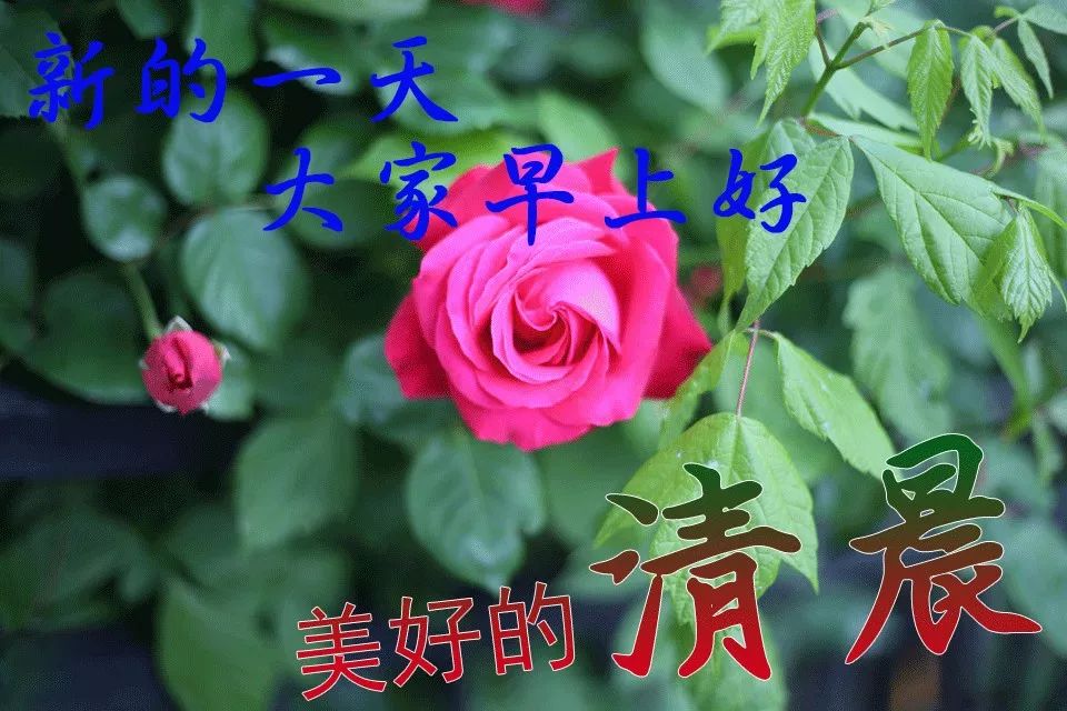 星期四特别适合发漂亮发朋友圈的早上好图片，平安吉祥、幸福满满图片