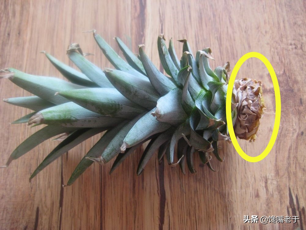 买菠萝时，别光图省事，这2件东西一定要带走，看完涨知识了