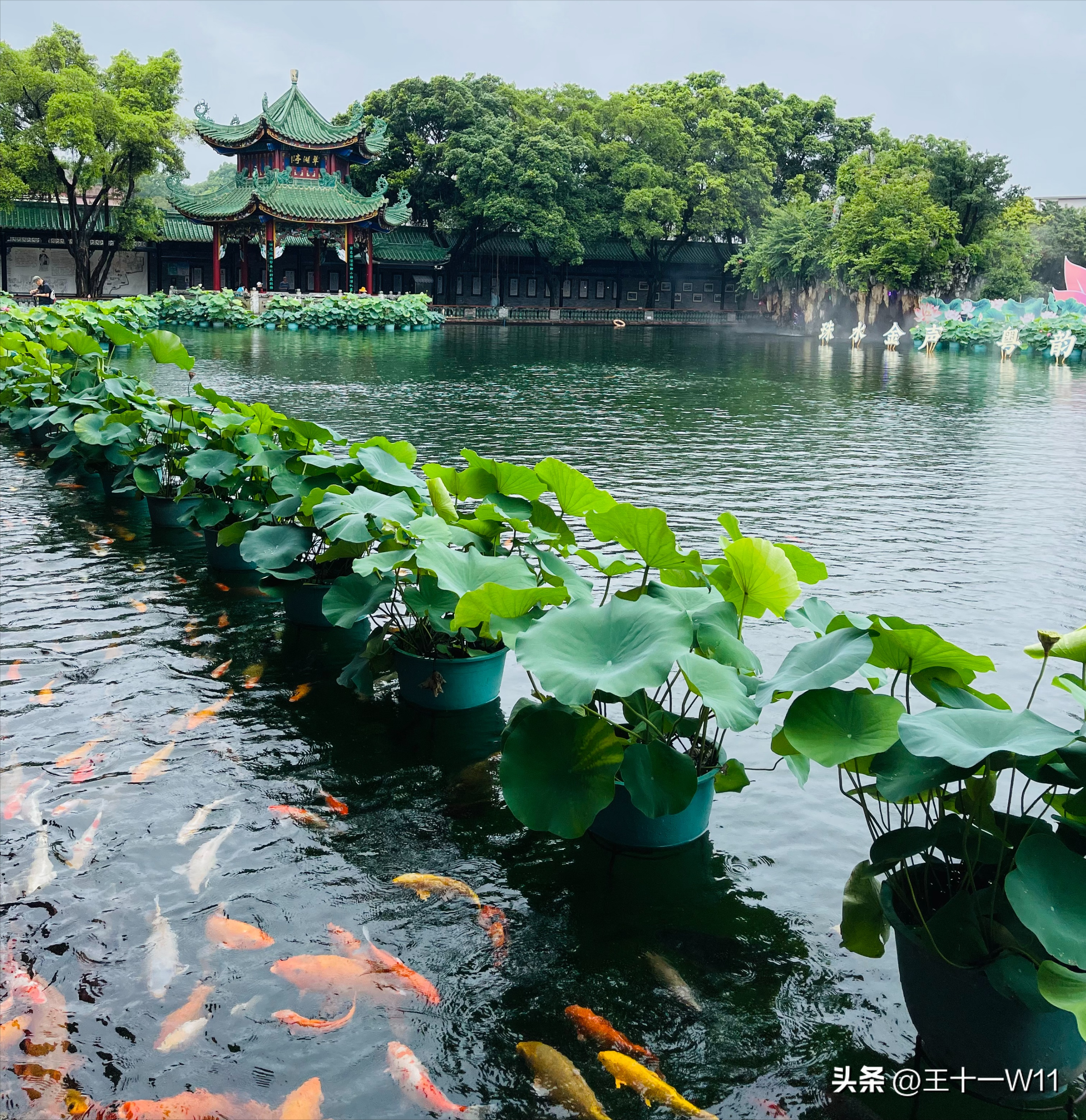 雨中漫步宝墨园，赏荷游船好惬意