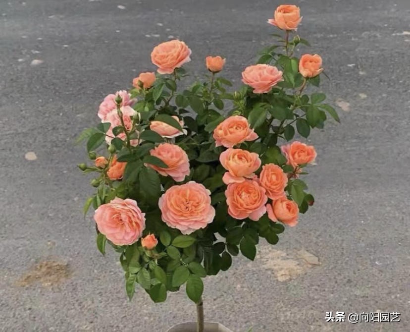 为什么用蔷薇嫁接月季(为什么要用蔷薇嫁接月季)