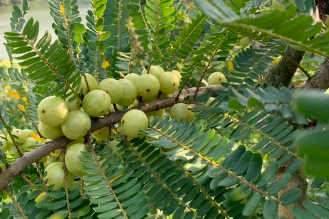 甘果怎么种 甘果的种植方法