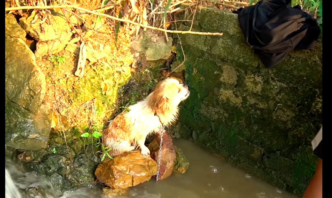 小狗不小心掉进河里，狗妈拼命挣断了铁链下去救它，伟大的母爱