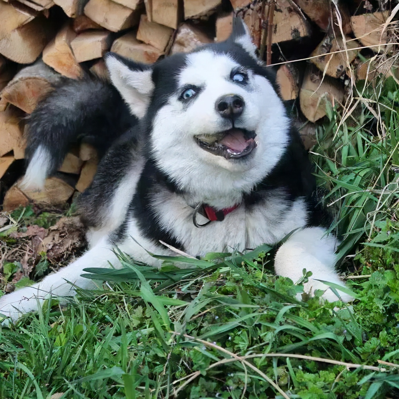 其实哈士奇和二哈,真的是不同的品种