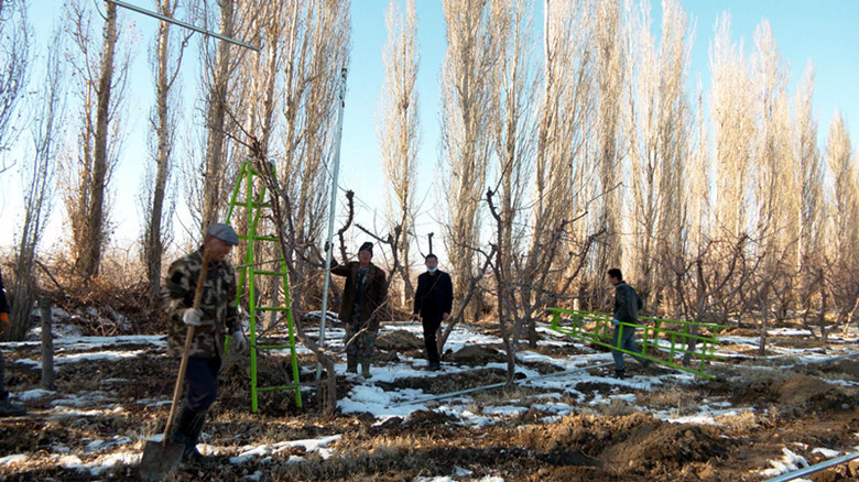 连日来,在新疆生产建设兵团第四师六十一团各连队树上干杏基地,果农们