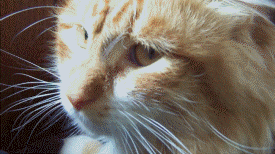 猫咪耳朵热热的，是生病了吗？