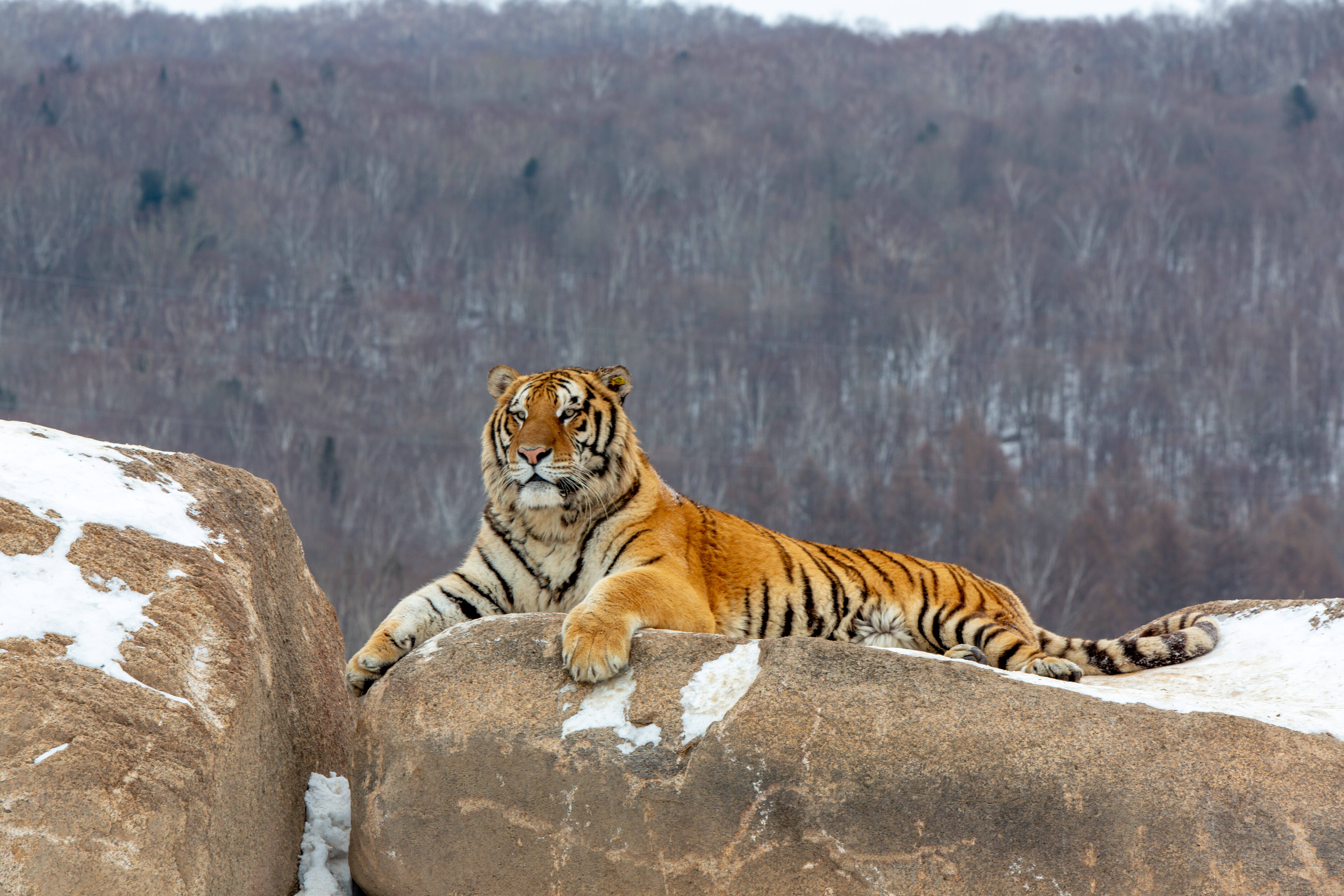 这个冬天到黑龙江,体验一场浪漫的冰雪之旅 第37张